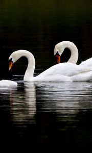 Превью обои лебеди, вода, плавать, отражение