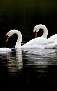 Превью обои лебеди, вода, плавать, отражение