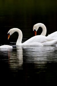 Превью обои лебеди, вода, плавать, отражение