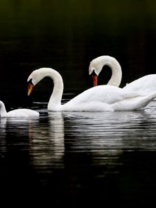 Превью обои лебеди, вода, плавать, отражение