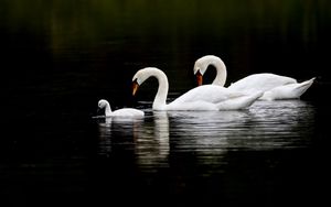 Превью обои лебеди, вода, плавать, отражение