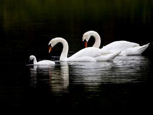 Превью обои лебеди, вода, плавать, отражение