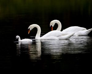 Превью обои лебеди, вода, плавать, отражение