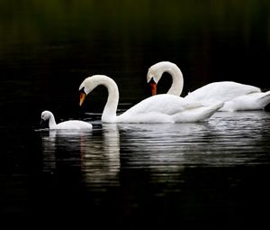 Превью обои лебеди, вода, плавать, отражение