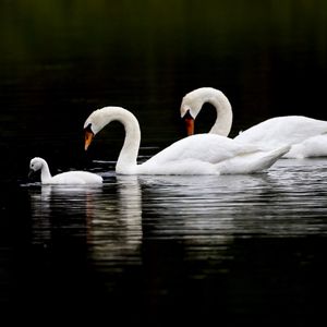 Превью обои лебеди, вода, плавать, отражение