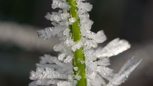 Превью обои лед, кристаллы, трава, стебель, макро