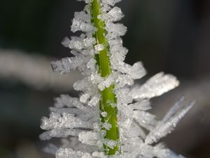 Превью обои лед, кристаллы, трава, стебель, макро