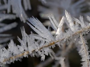 Превью обои лед, кристаллы, ветки, макро, зима