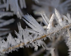 Превью обои лед, кристаллы, ветки, макро, зима