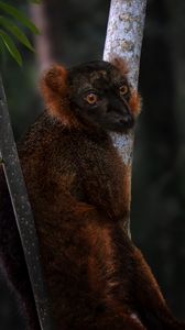 Превью обои лемур, ветки, деревья, животное, блюр