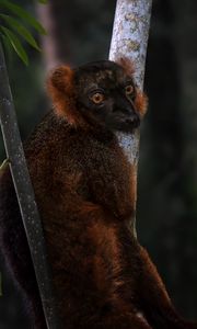 Превью обои лемур, ветки, деревья, животное, блюр