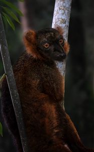 Превью обои лемур, ветки, деревья, животное, блюр