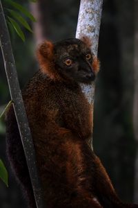 Превью обои лемур, ветки, деревья, животное, блюр
