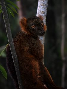 Превью обои лемур, ветки, деревья, животное, блюр