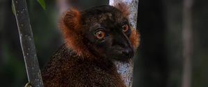 Превью обои лемур, ветки, деревья, животное, блюр
