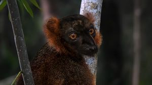 Превью обои лемур, ветки, деревья, животное, блюр