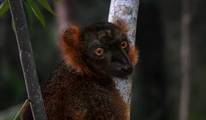 Превью обои лемур, ветки, деревья, животное, блюр