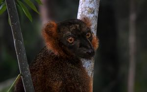 Превью обои лемур, ветки, деревья, животное, блюр