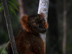 Превью обои лемур, ветки, деревья, животное, блюр