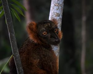 Превью обои лемур, ветки, деревья, животное, блюр