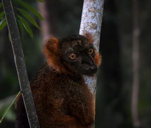 Превью обои лемур, ветки, деревья, животное, блюр
