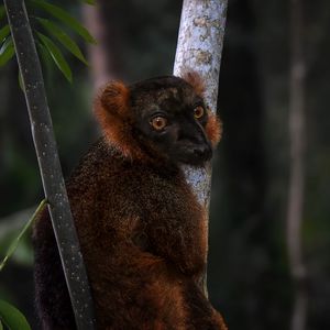 Превью обои лемур, ветки, деревья, животное, блюр