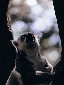 Превью обои лемур, взгляд, животное, зверь, дикая природа