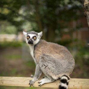 Превью обои лемур, животное, бревно, дикая природа