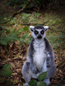 Превью обои лемур, животное, дикая природа, забавный, опавшая листва