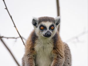 Превью обои лемур, животное, взгляд, забавный, дерево