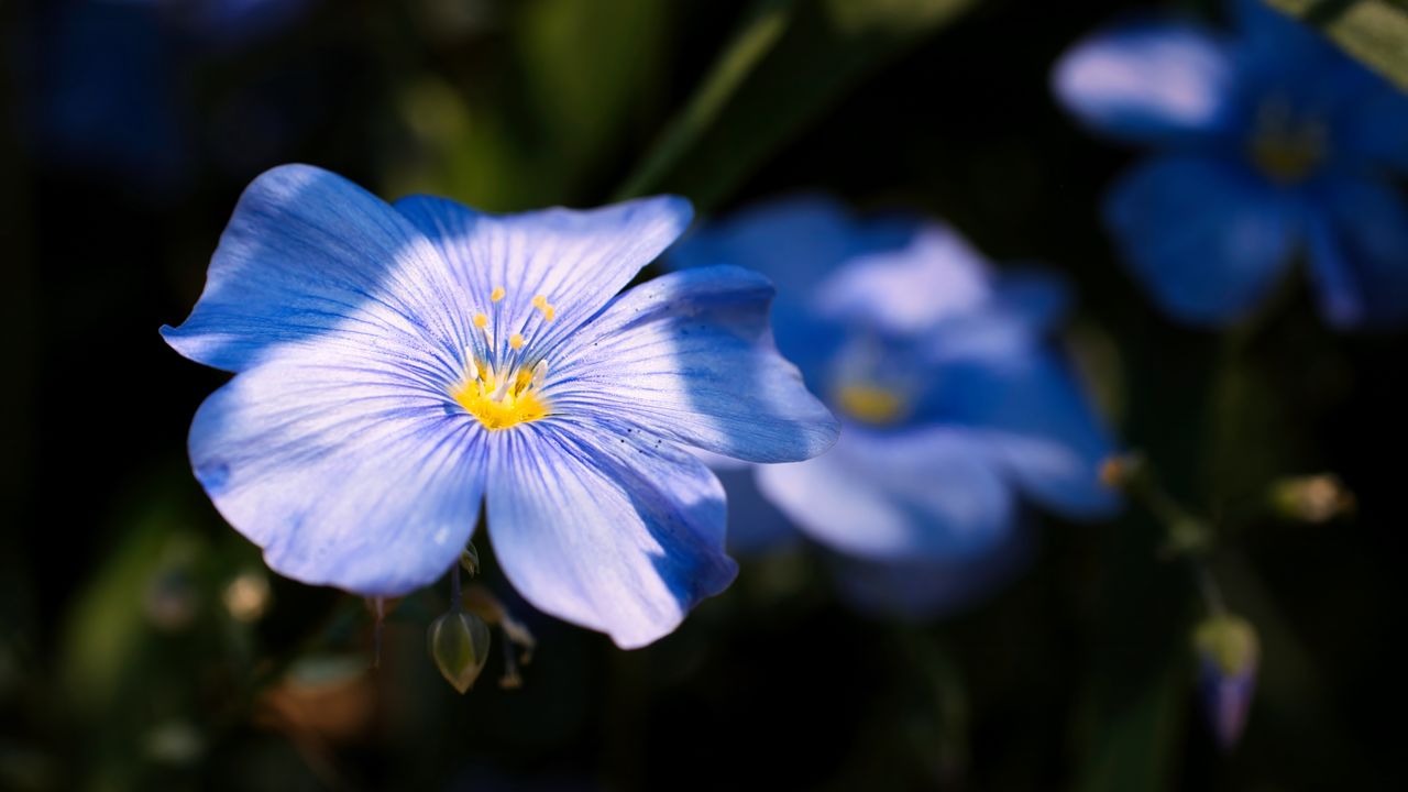 Обои лен, цветок, лепестки, синий, макро