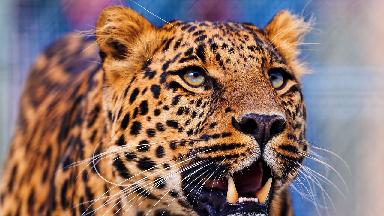Обои леопард, агрессия, взгляд, морда, хищник