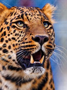 Превью обои леопард, агрессия, взгляд, морда, хищник