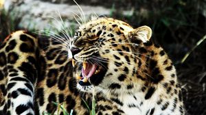 Превью обои леопард, агрессия, злой, оскал, пятнистый, большая кошка