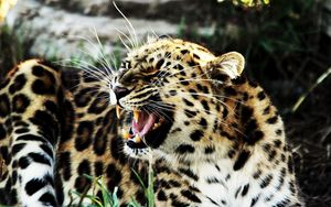 Превью обои леопард, агрессия, злой, оскал, пятнистый, большая кошка