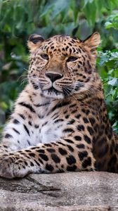Превью обои леопард, большая кошка, хищник, животное, камень