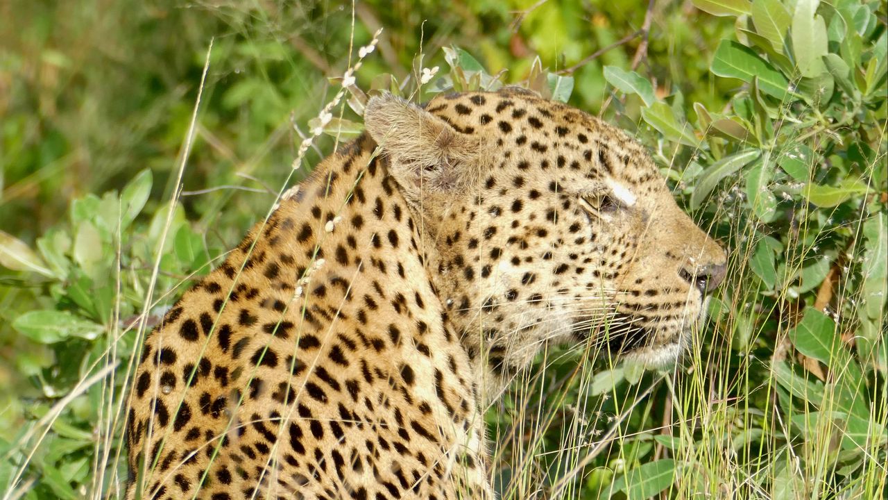 Обои леопард, большая кошка, хищник, животное, трава