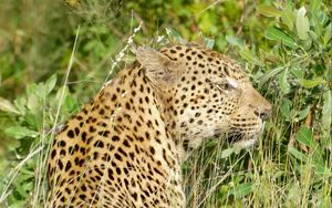 Превью обои леопард, большая кошка, хищник, животное, трава