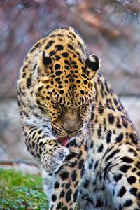 Превью обои леопард, большая кошка, хищник, животное, язык