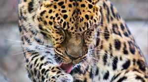 Превью обои леопард, большая кошка, хищник, животное, язык