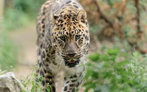 Превью обои леопард, большая кошка, хищник, прогулка