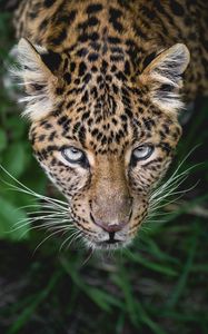 Превью обои леопард, большая кошка, хищник, морда, взгляд, выглядывать