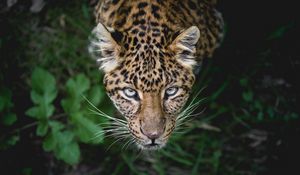 Превью обои леопард, большая кошка, хищник, морда, взгляд, выглядывать
