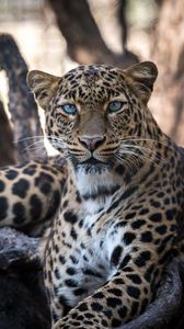 Превью обои леопард, большая кошка, хищник, взгляд