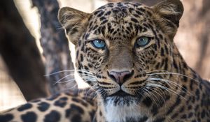 Превью обои леопард, большая кошка, хищник, взгляд