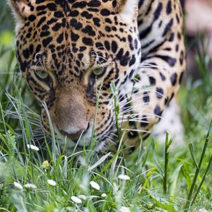 Превью обои леопард, большая кошка, хищник, трава, дикая природа