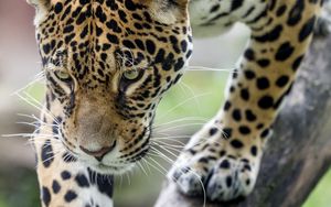 Превью обои леопард, большая кошка, хищник, зверь, дикая природа