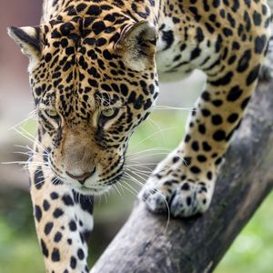 Превью обои леопард, большая кошка, хищник, зверь, дикая природа