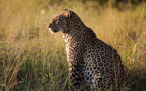 Превью обои леопард, большая кошка, хищник, зверь, трава