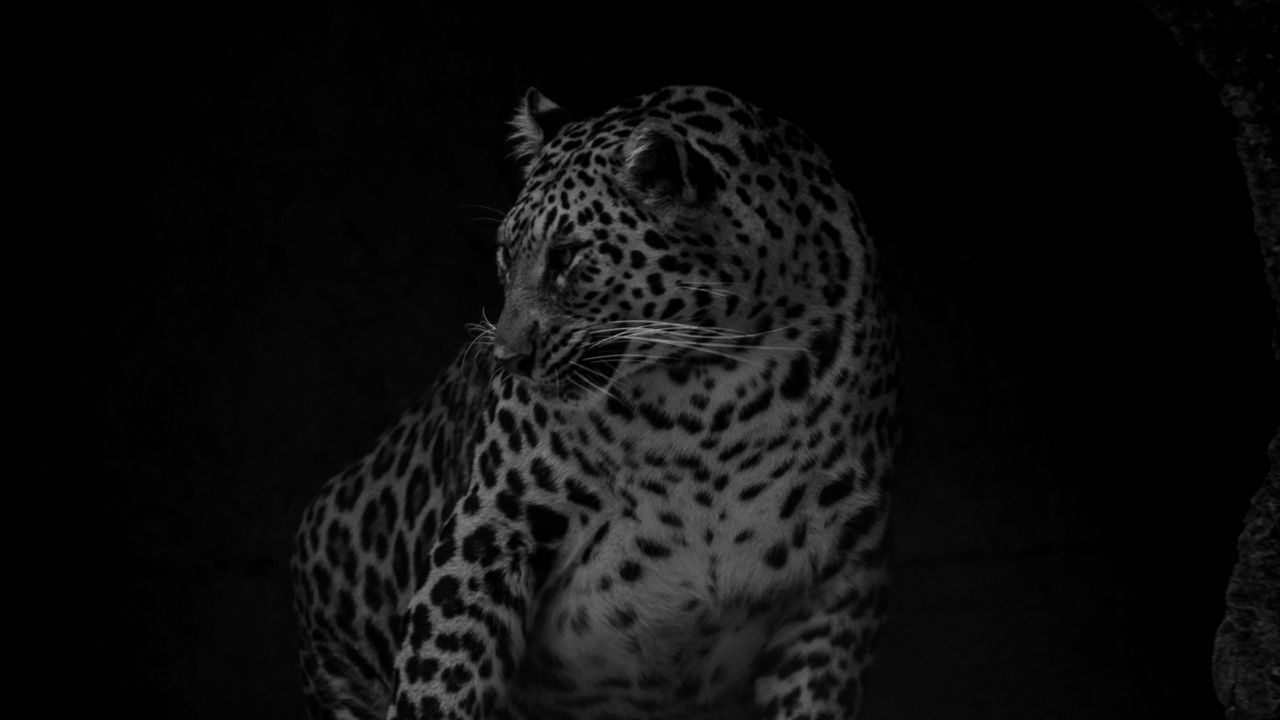 Обои леопард, большая кошка, хищник, чб, темный